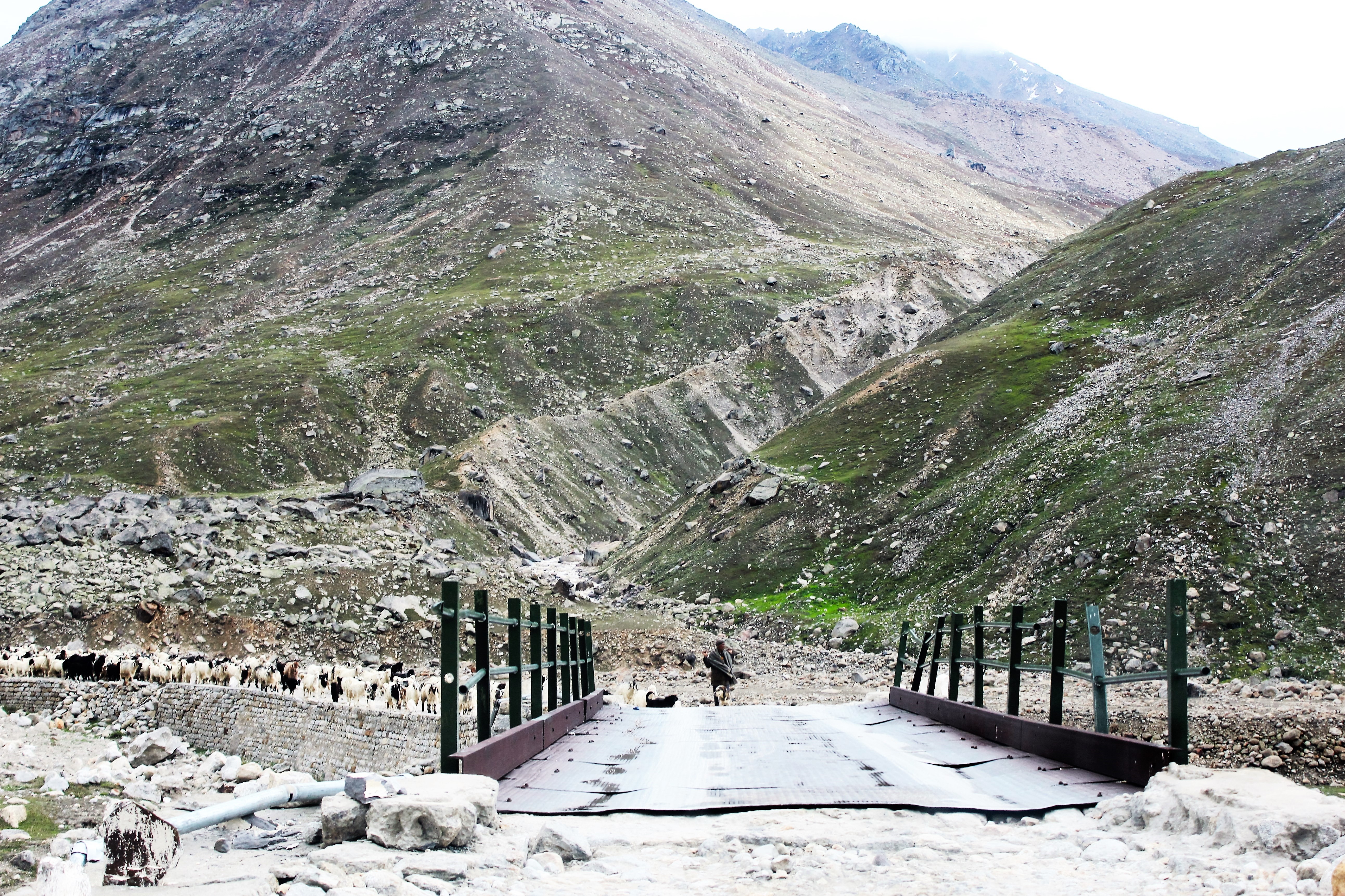 Approching a traffic jam. Sheep jam!