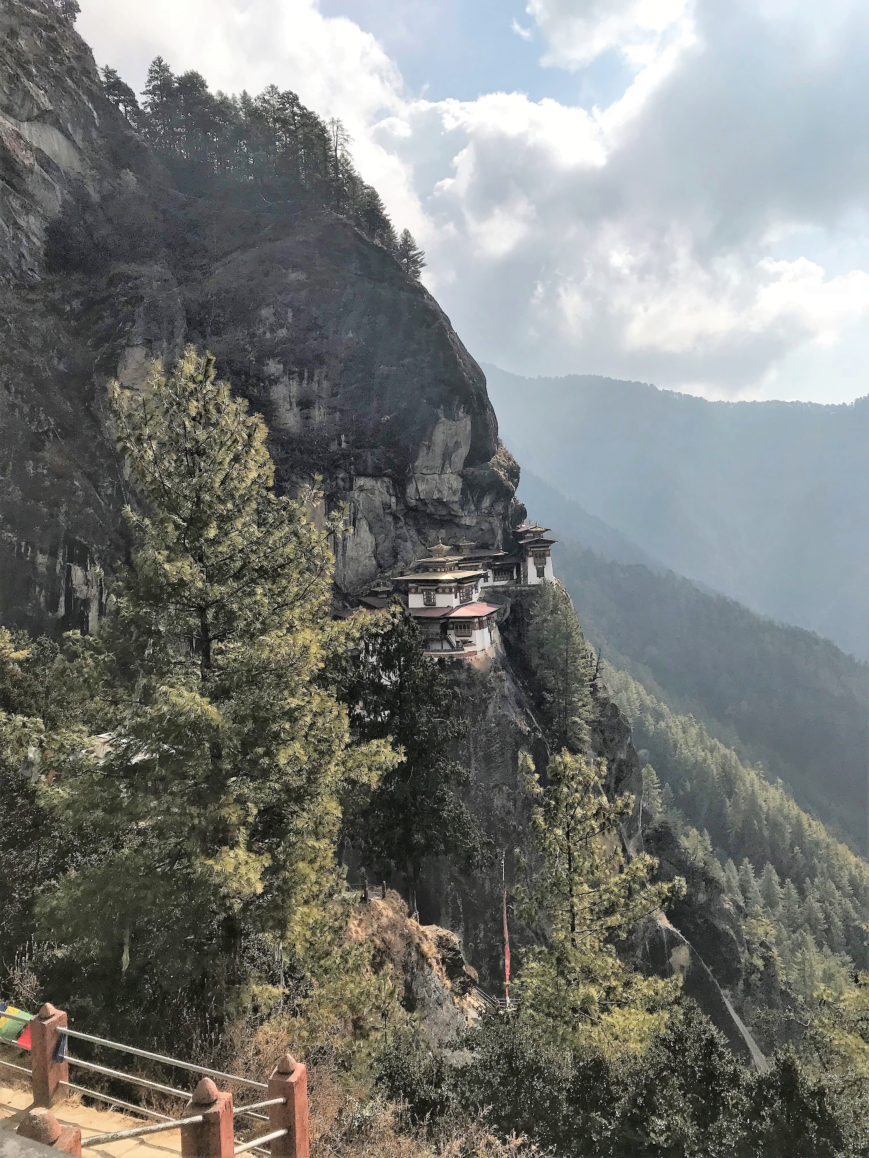 cliff, beauty, forest, blue pine, rhododendron