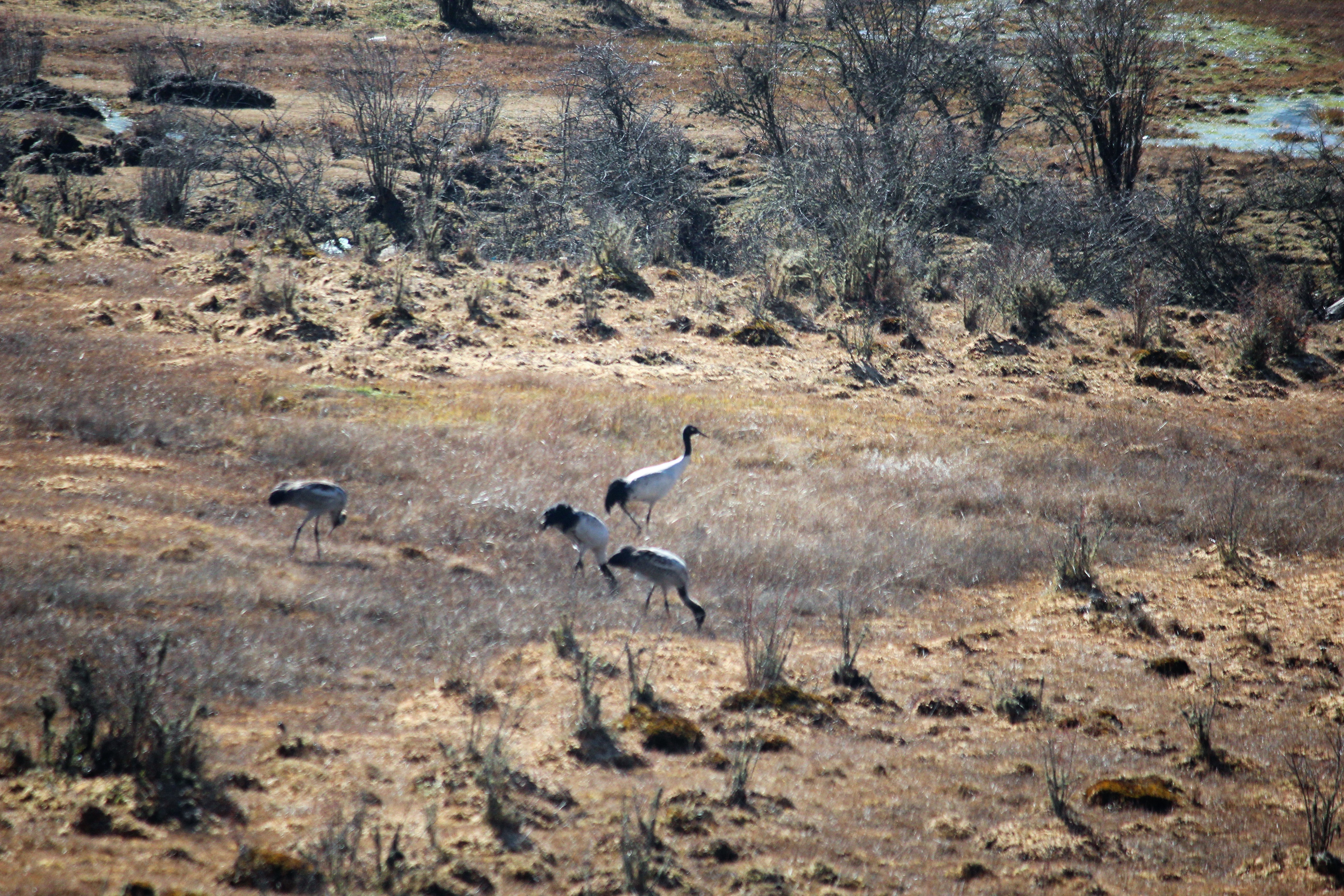 crane, gangtey, perform, imitate, grace, move