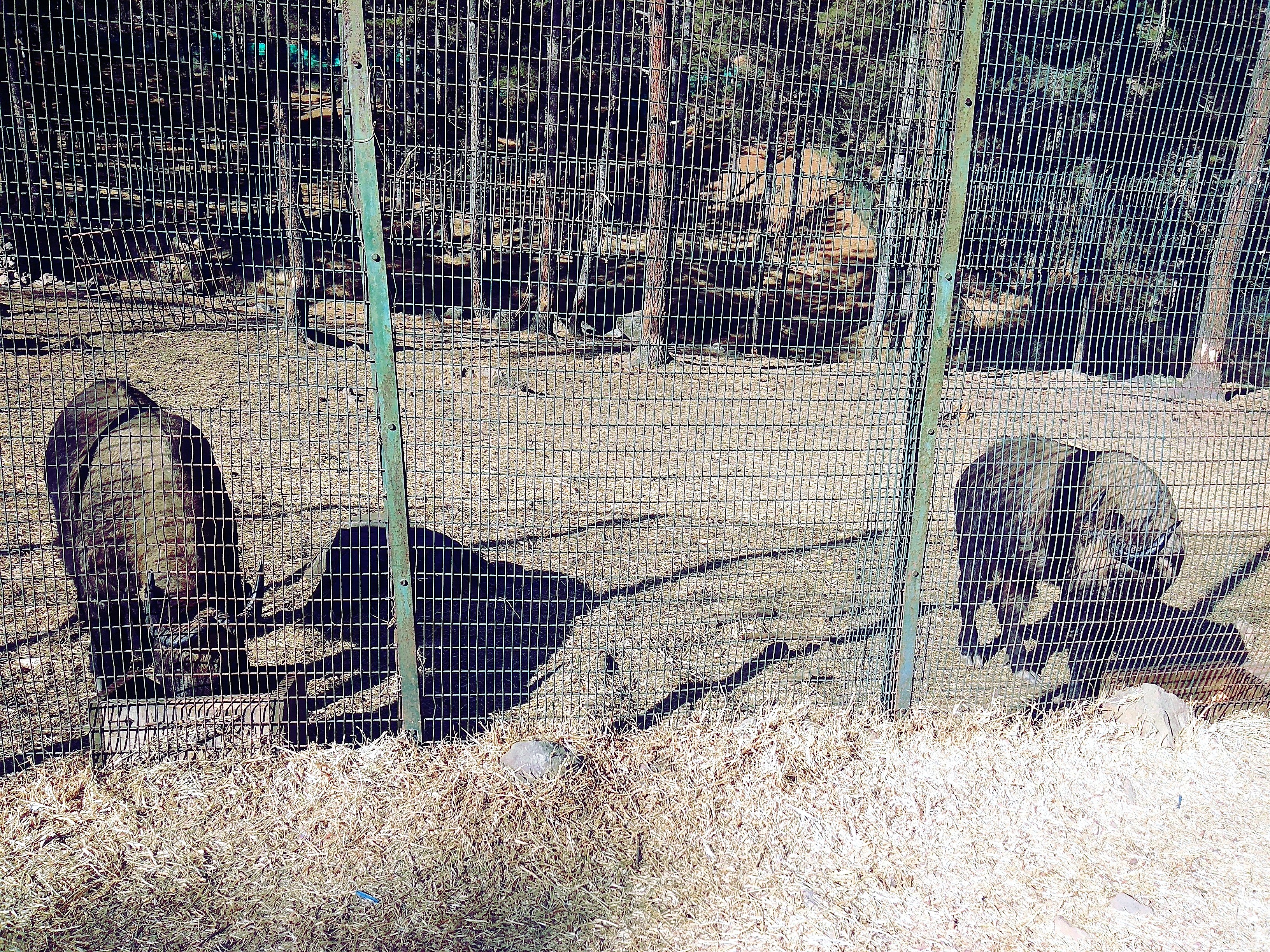 takin, national animal of bhutan, cow, goat, interesting