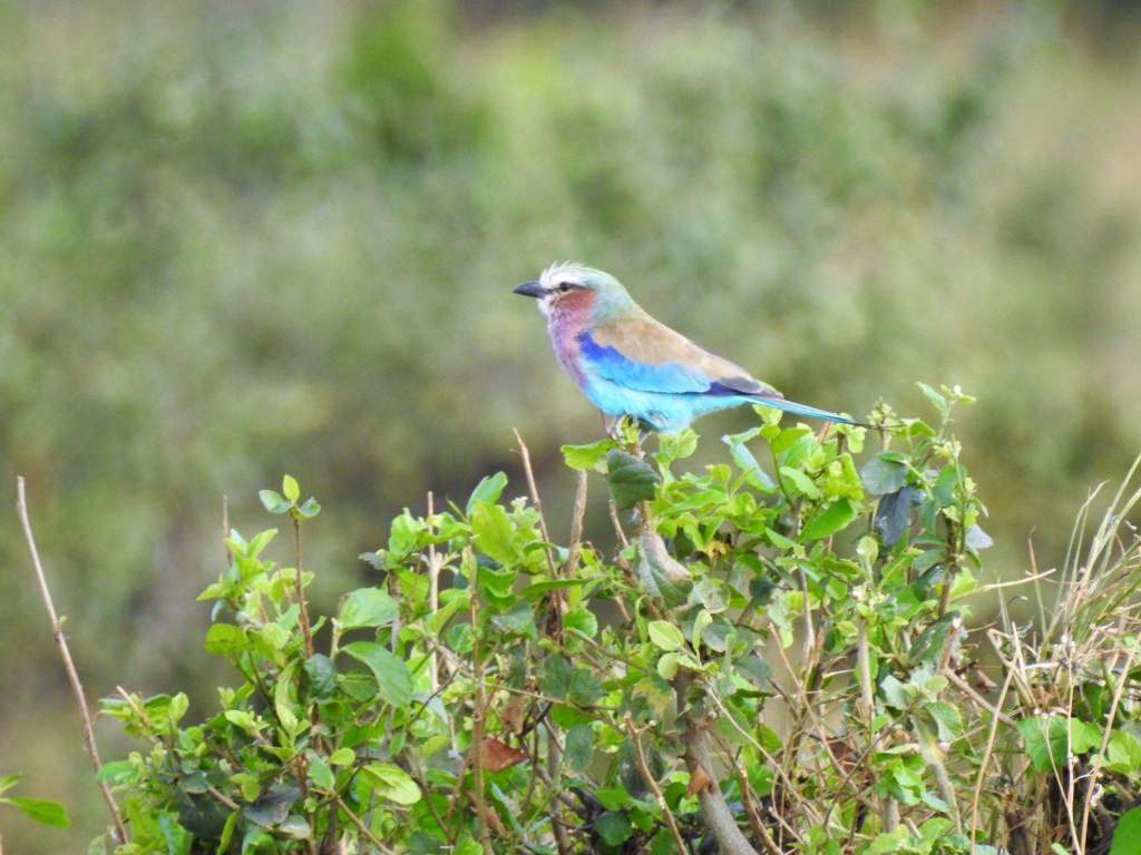sunset, bird, lilac breasted roller