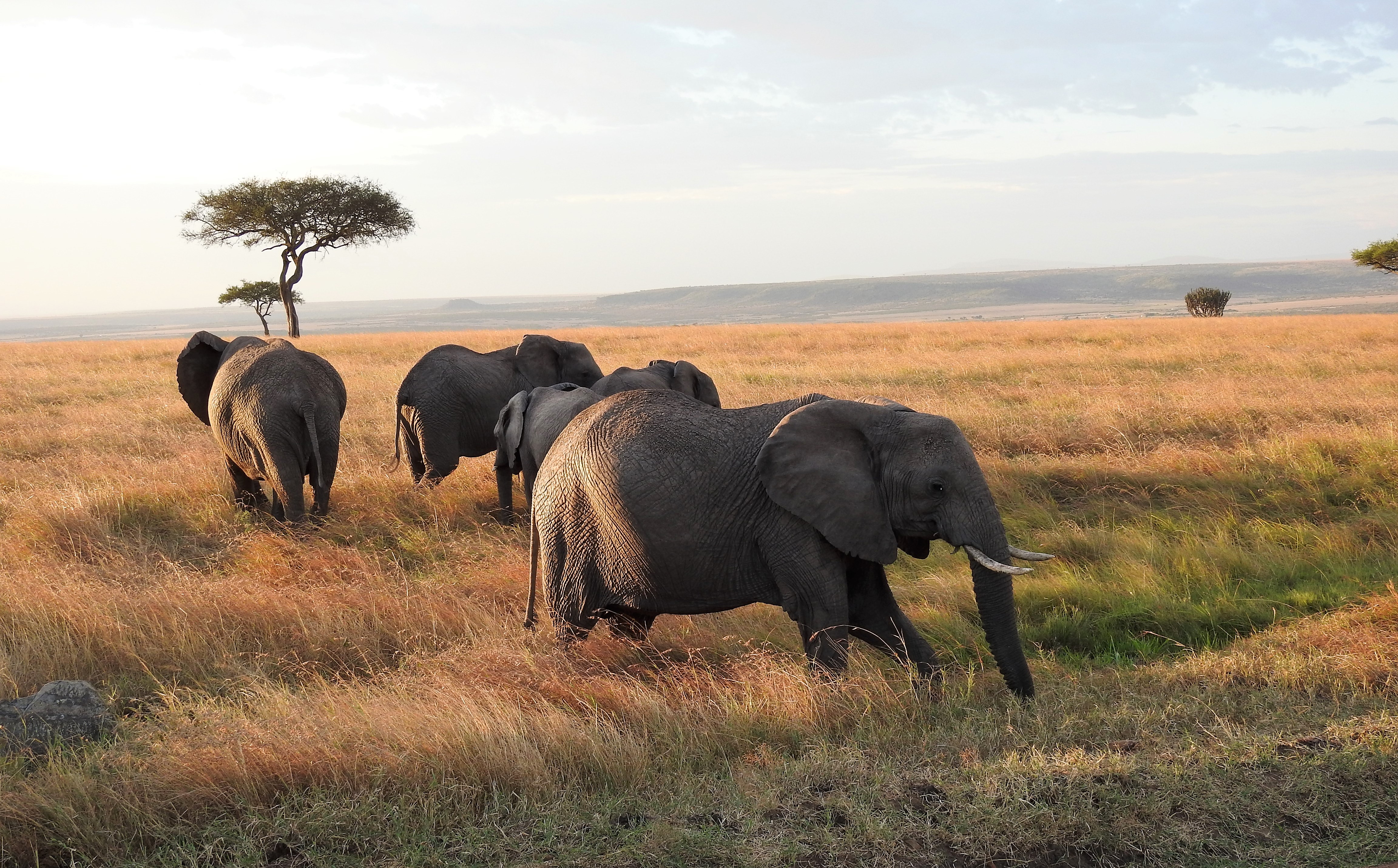 african bush elephant