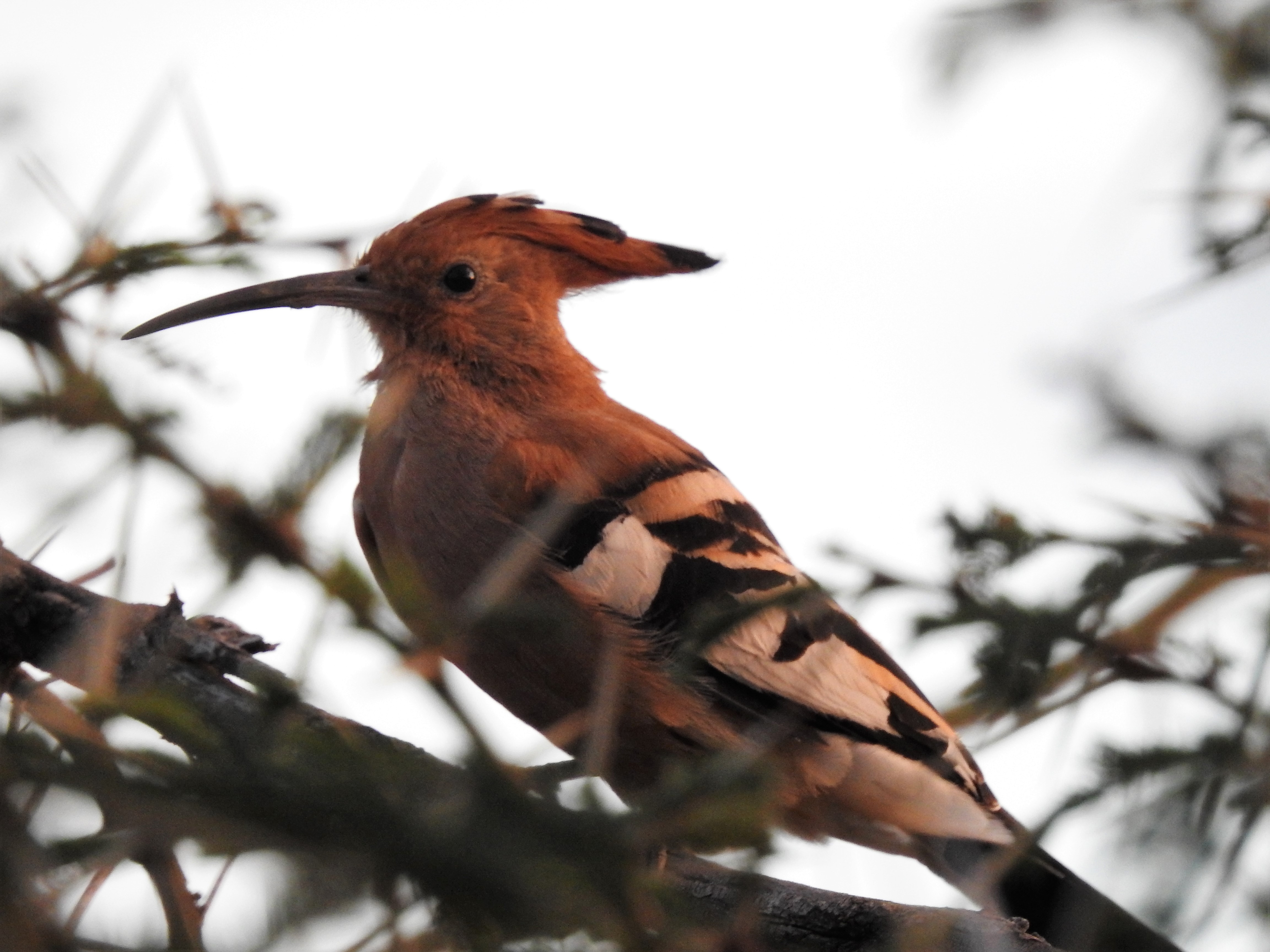 african hoopoe