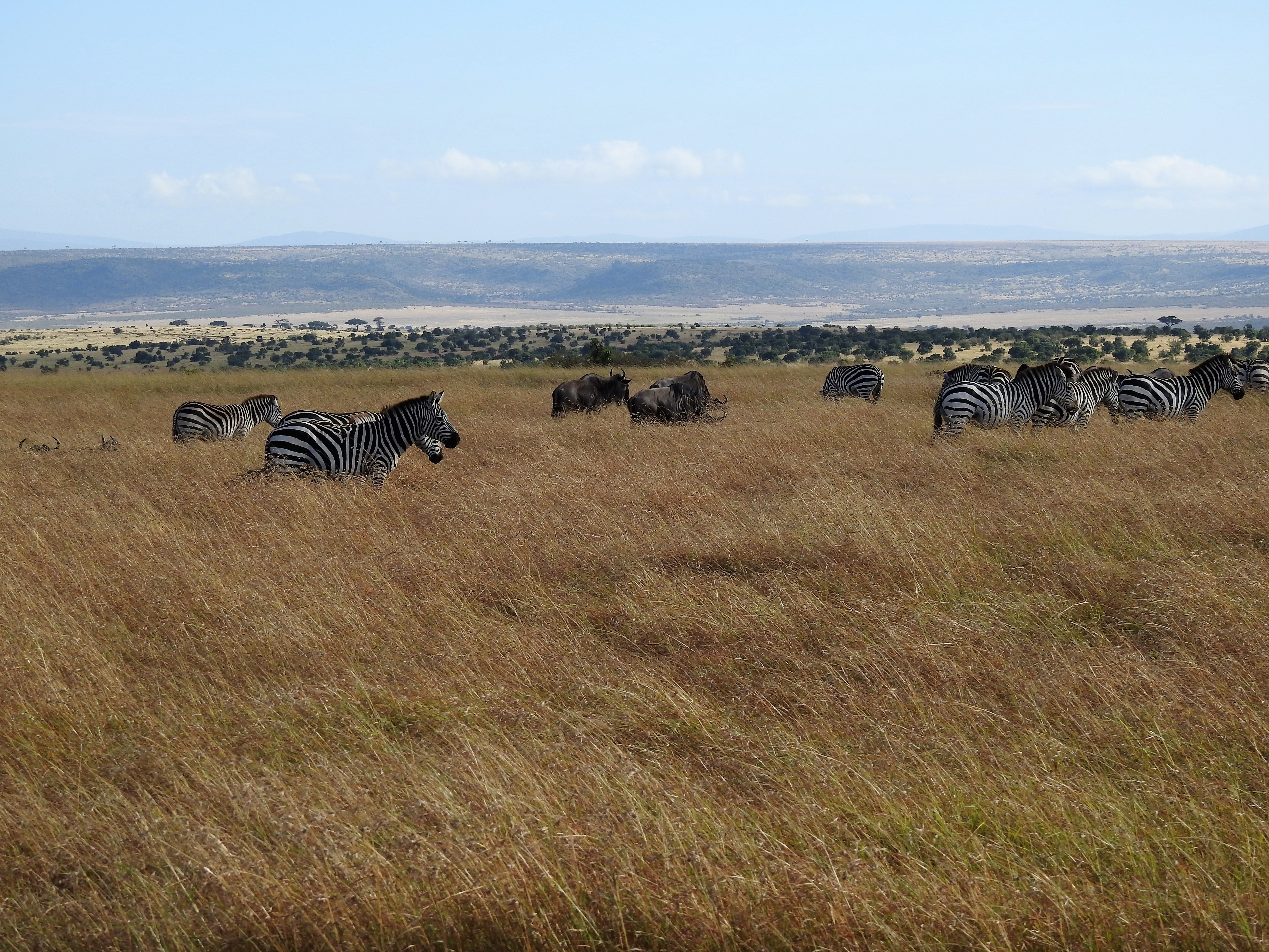 migration, wildebeest, zebra, tanzania, kenya