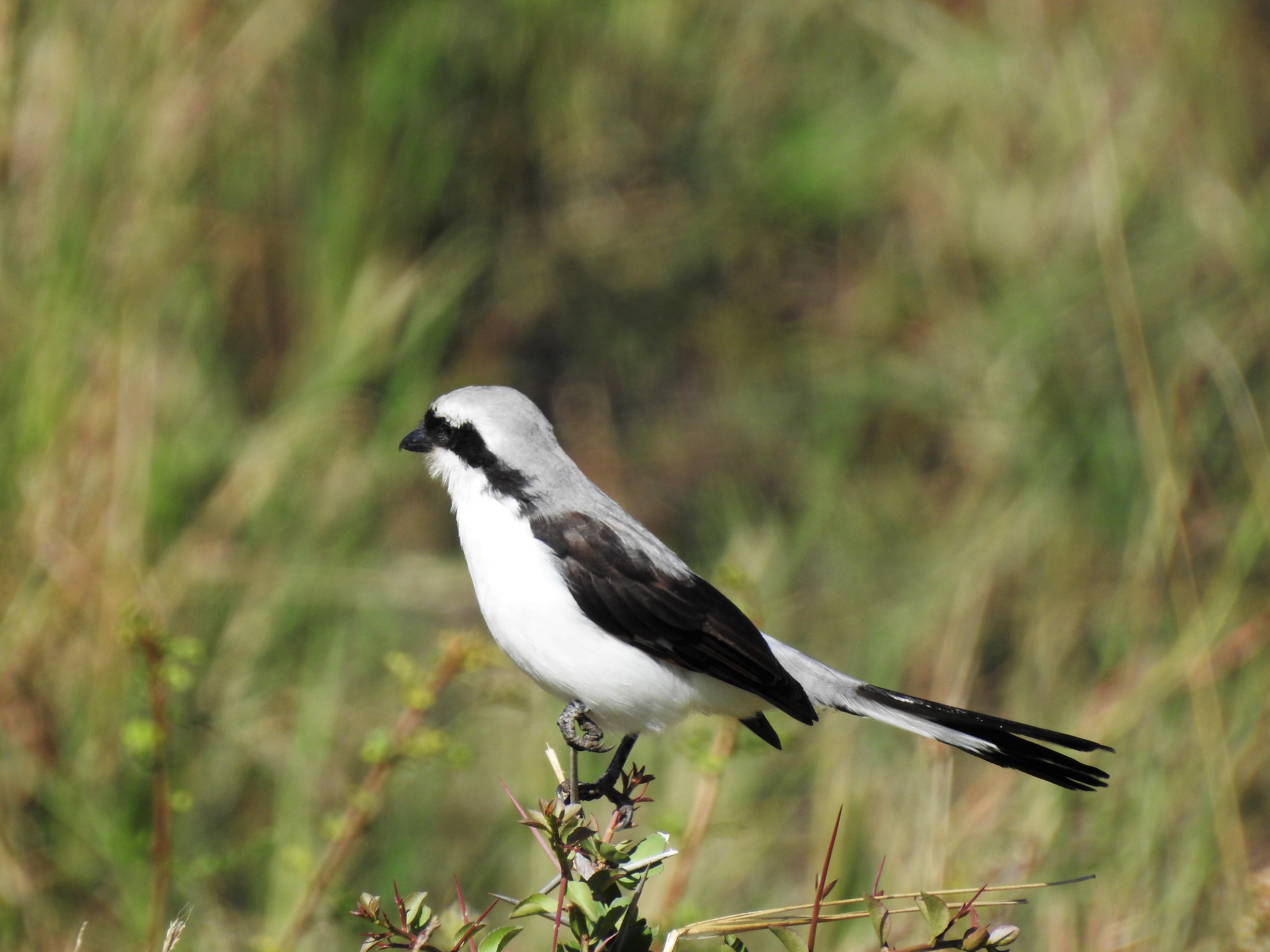 african pied wagtail