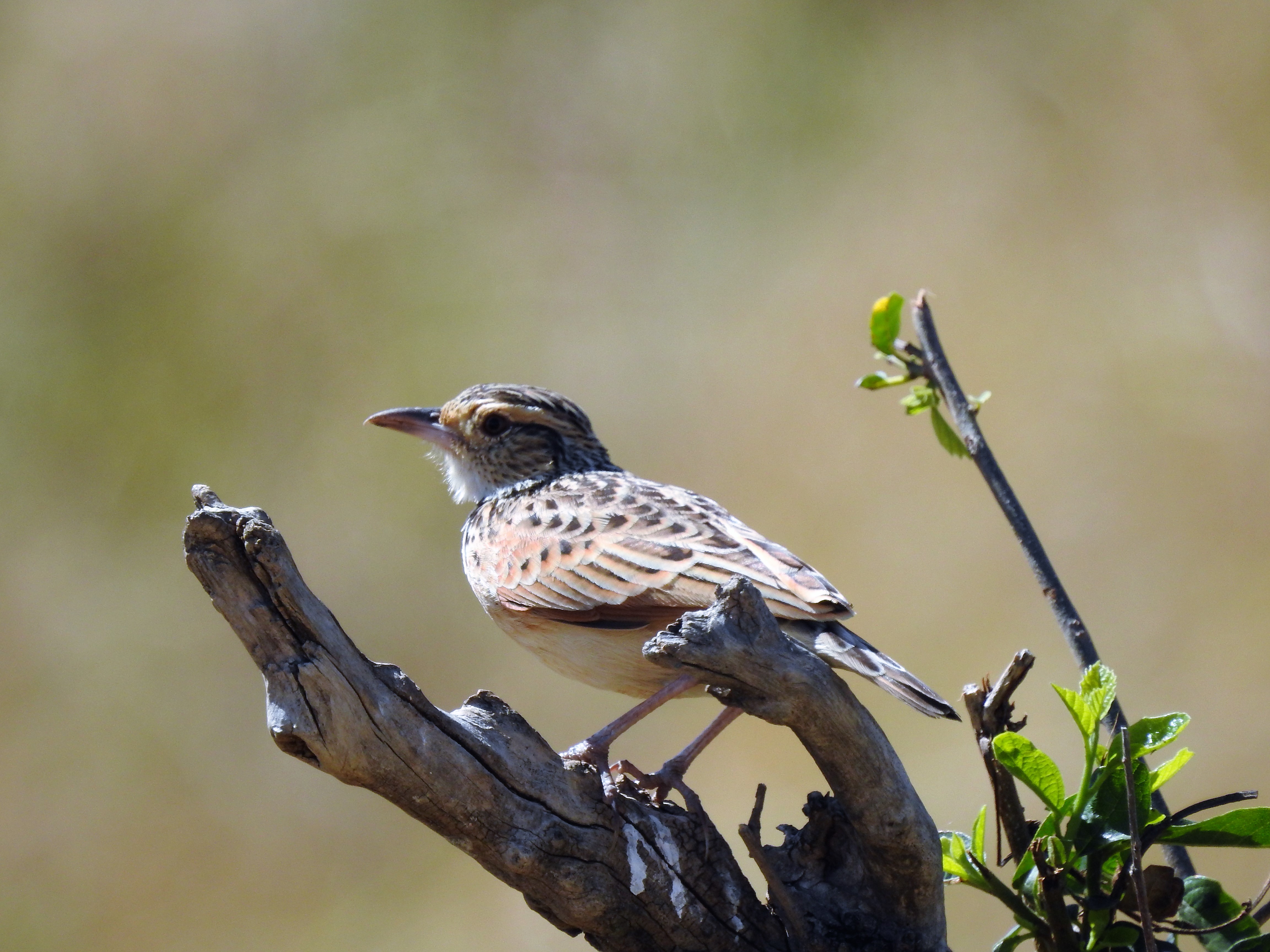rufous naped lark
