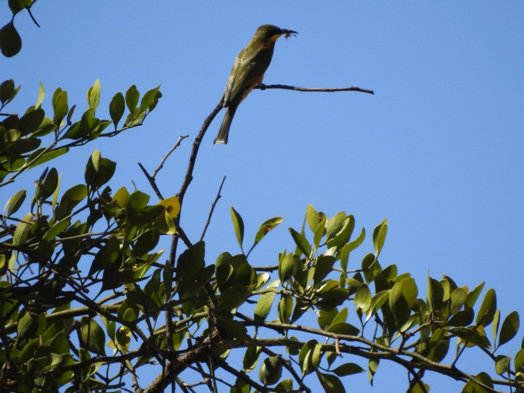 cinnamon chested bee eater