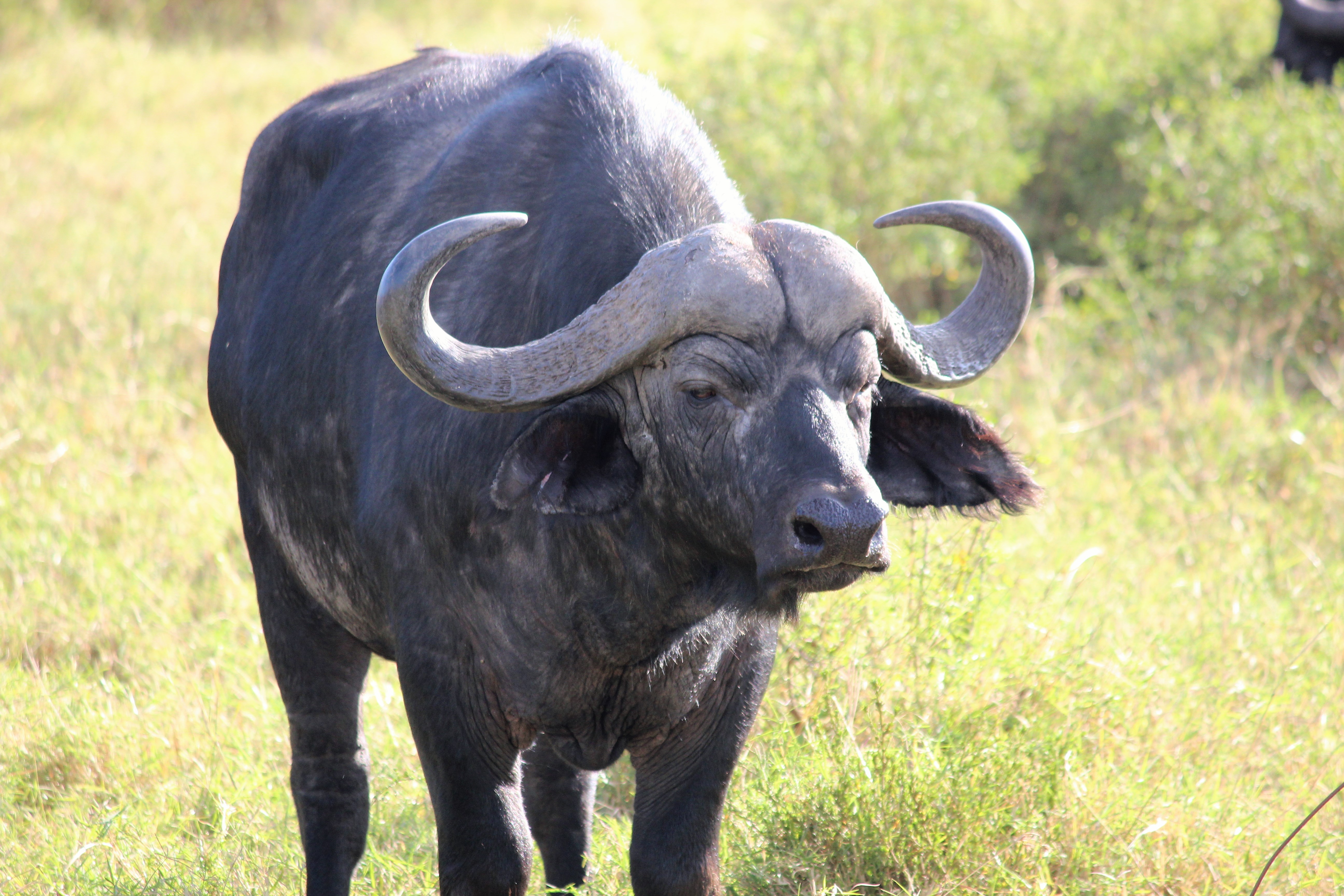 big 5, cape buffalo