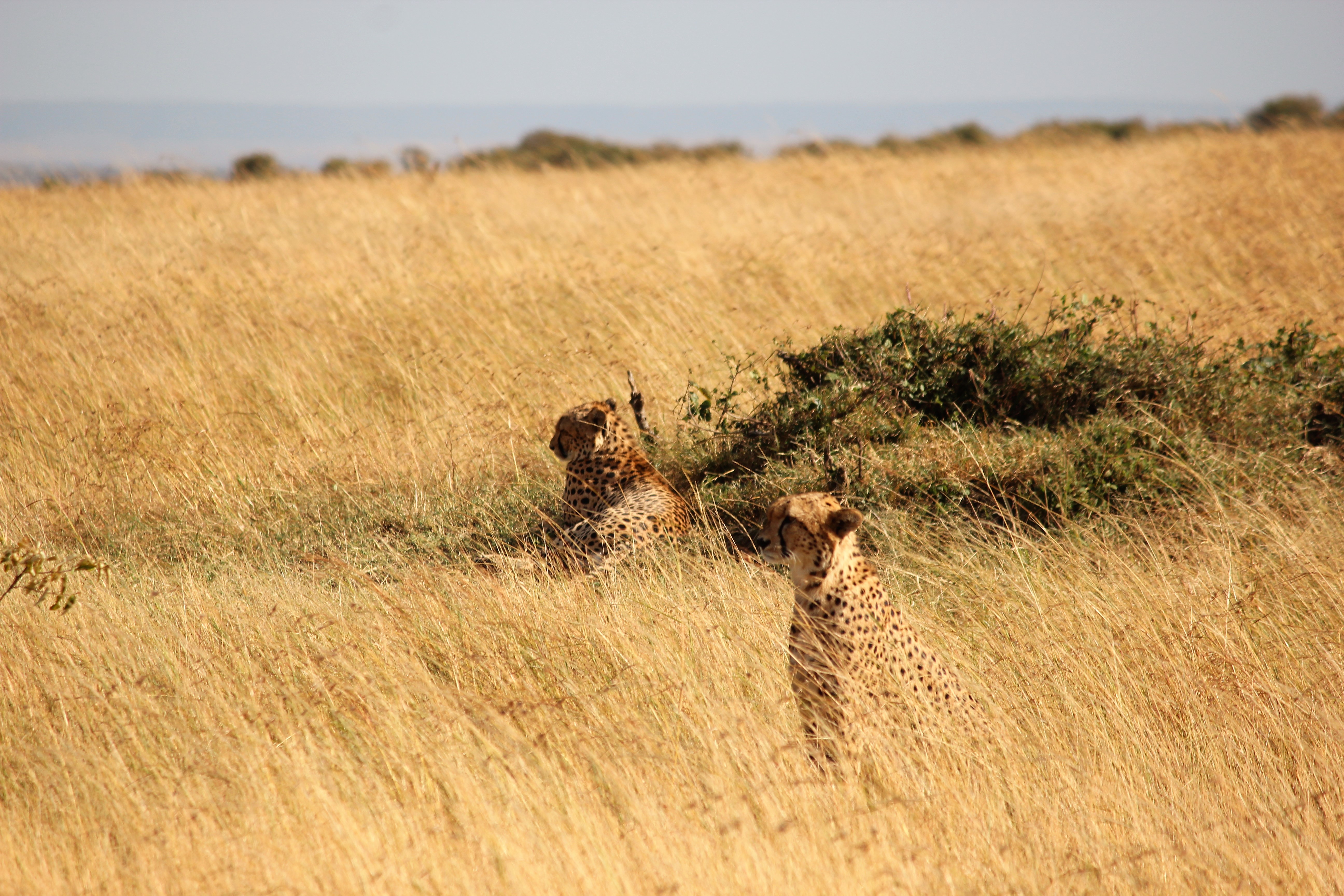 cheetah, grassland