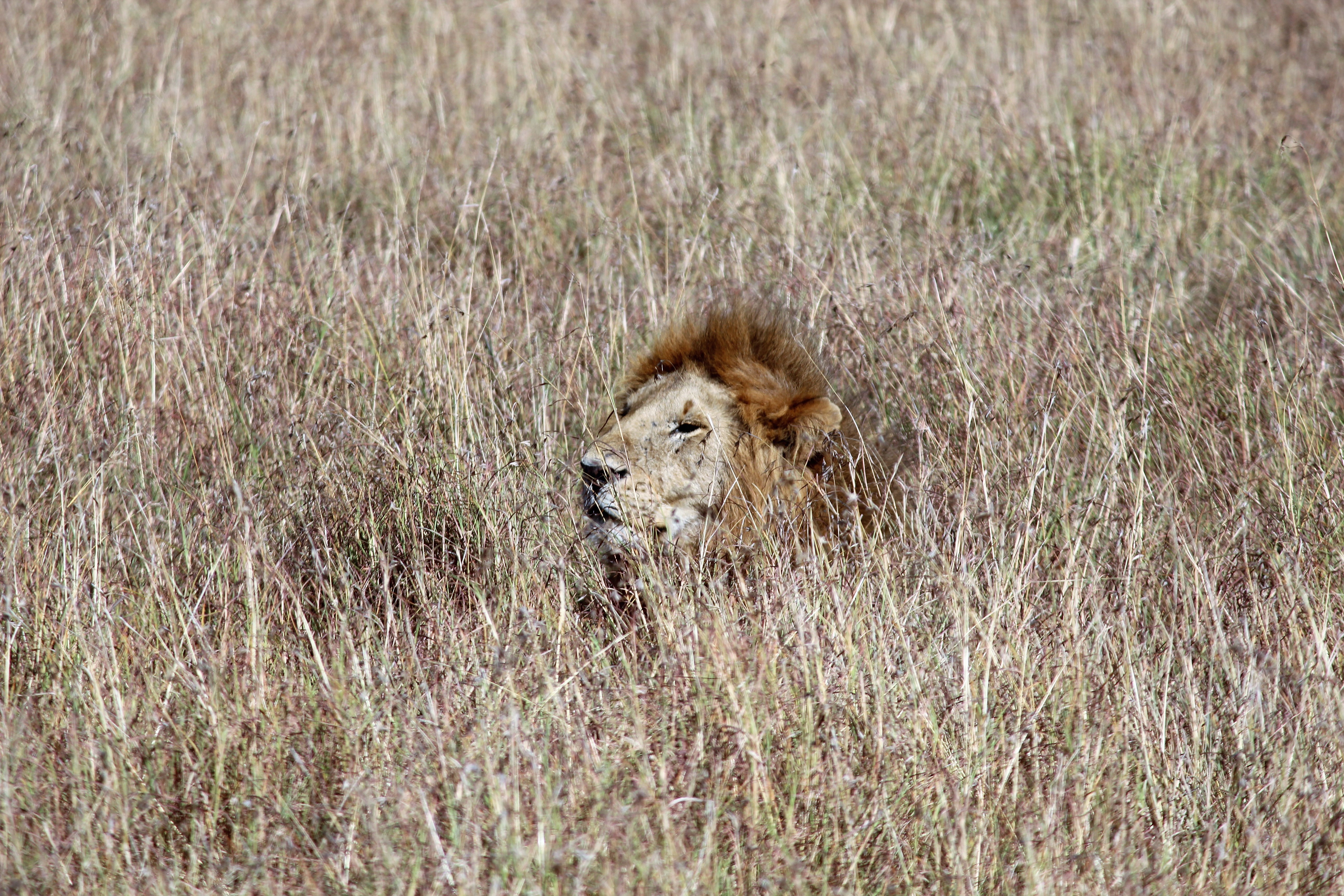 lion, lioness, grassland, camouflage