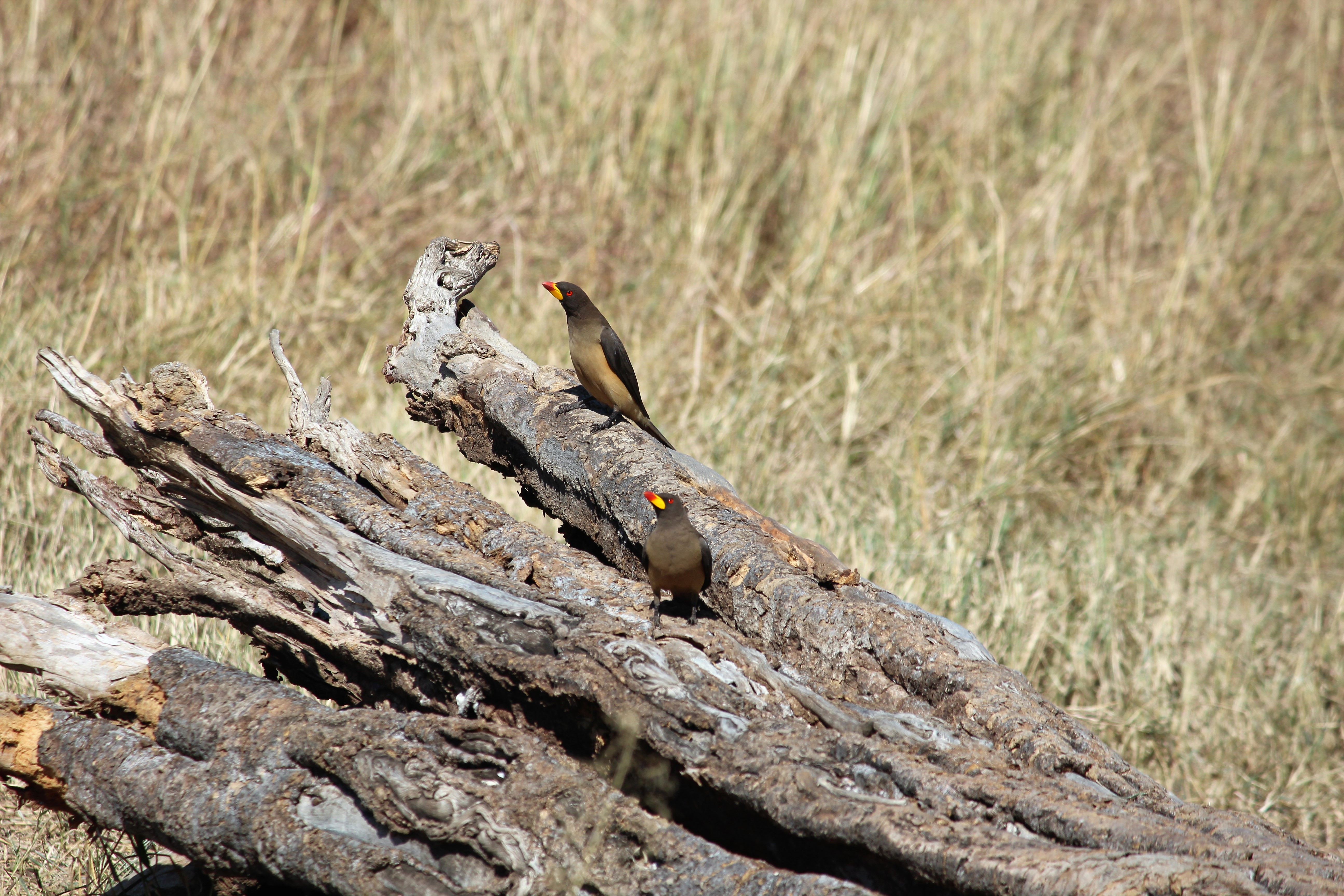 yellow billed ox pecker