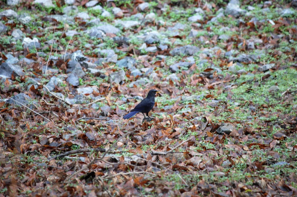Blue Whistling Thrush