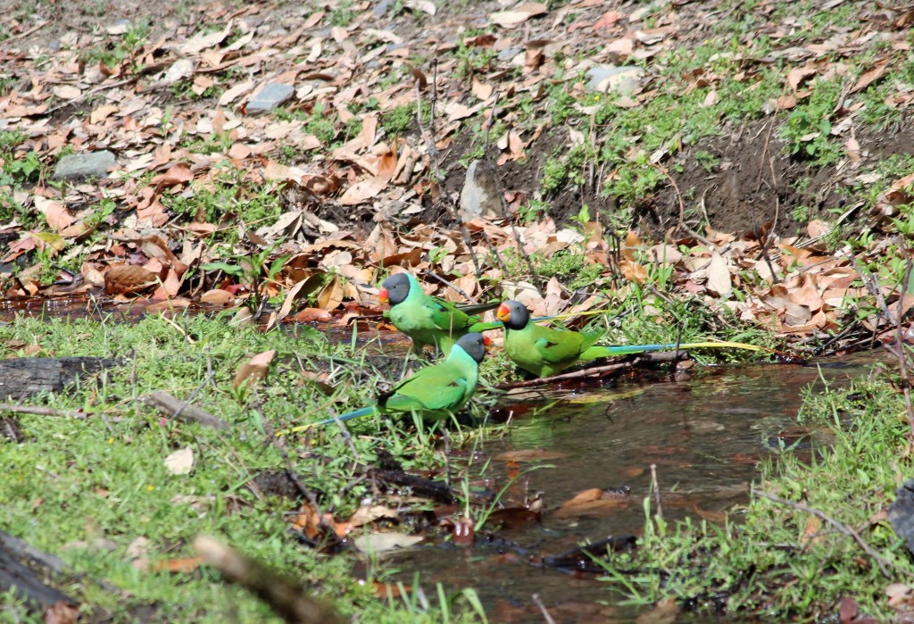 Slaty- headed Parakeet