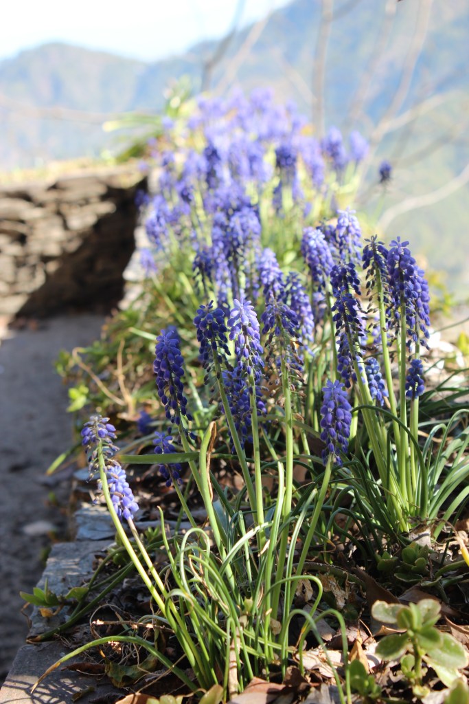 Summer, Flower, wilt