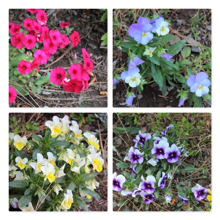 Naveen's Glen, garden, bloom