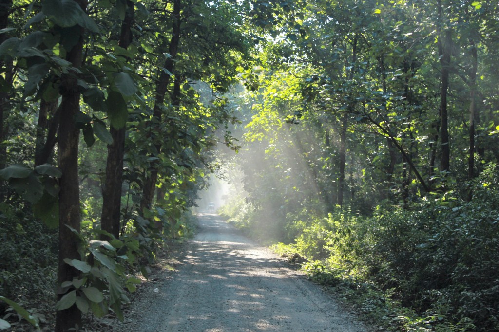 favorite, photo, sun, woods, nature