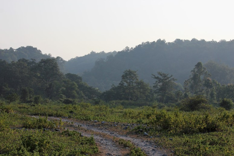 enthrall, landscape, tiger, lap of nature