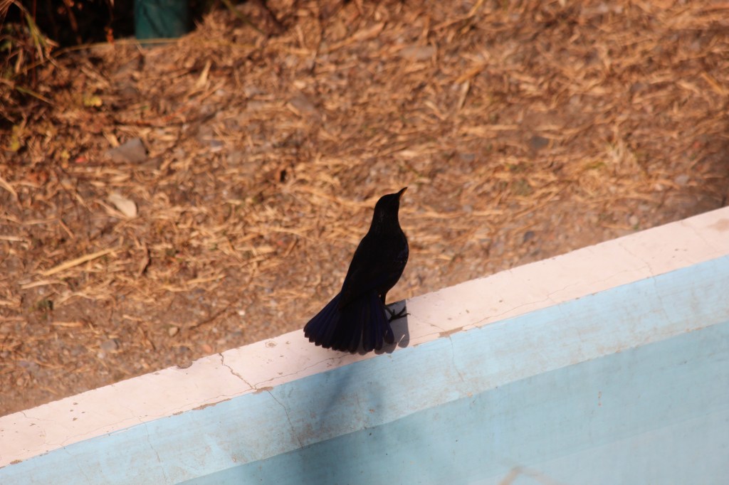 Blue Whistling Thrush
