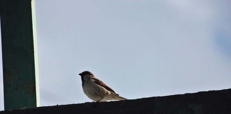 sparrow, nest, birdhouse, food, chick