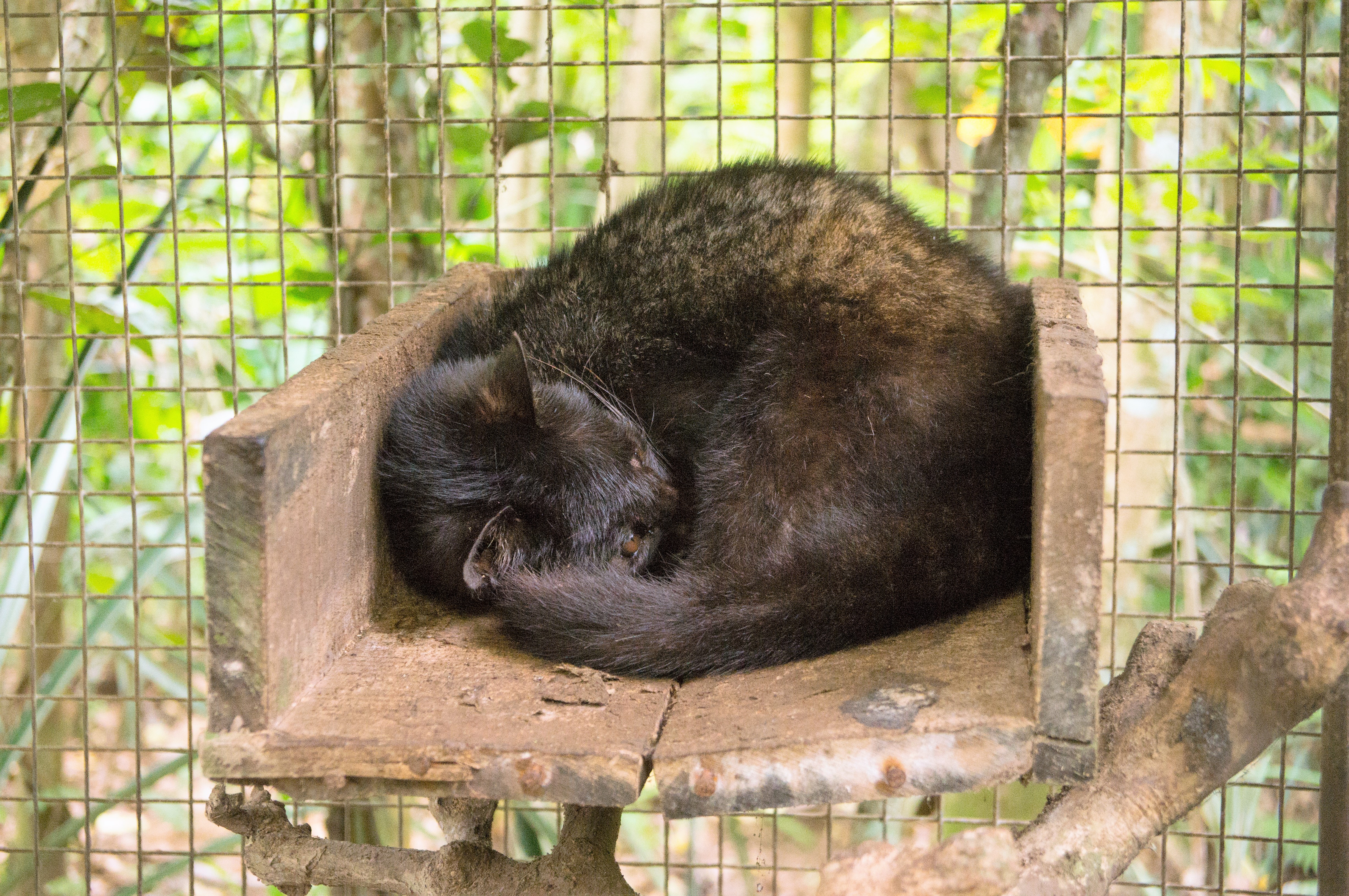 luwak civet