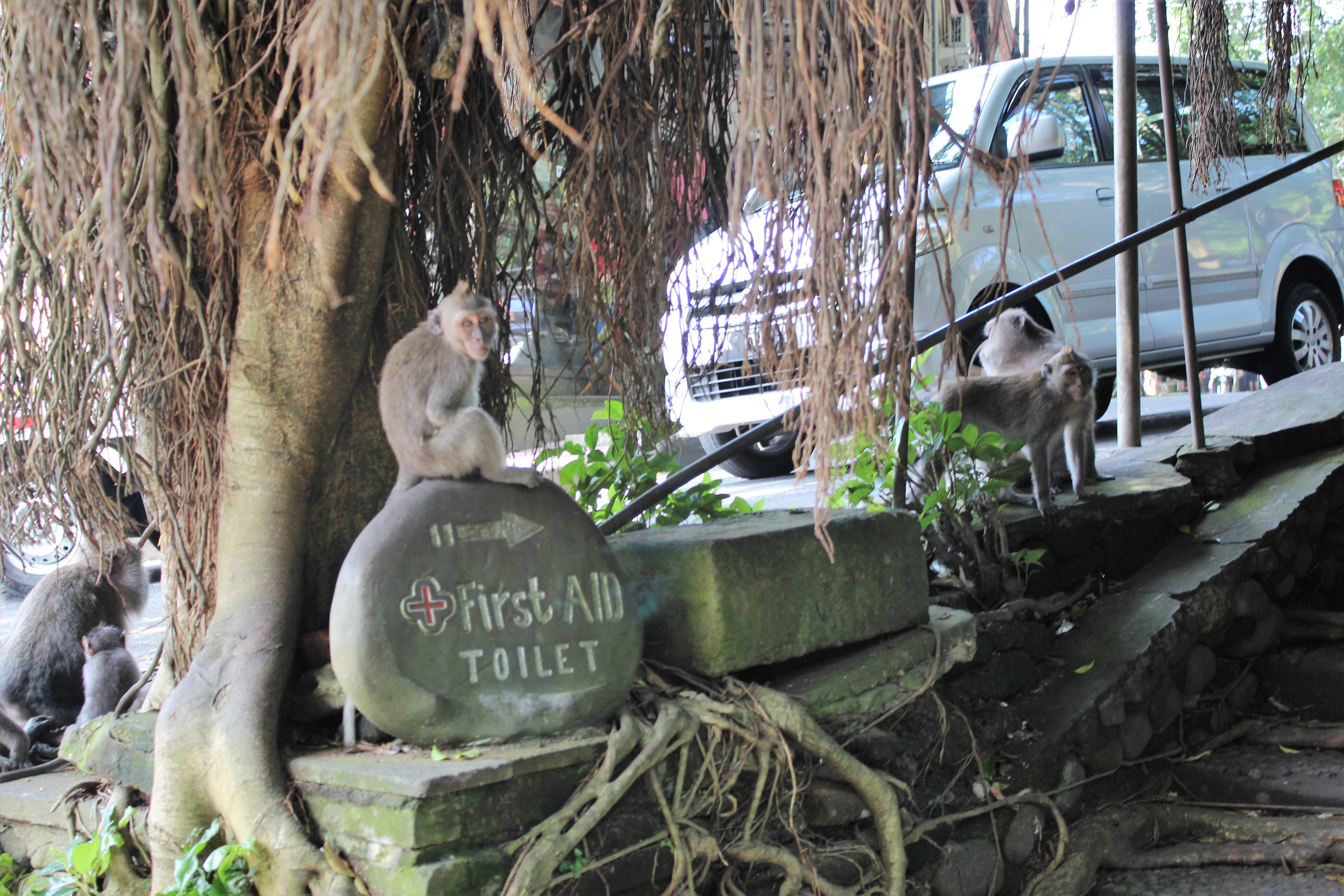 Mandala Suci Wenara Wana