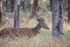 Safari, Panna Tiger Reserve