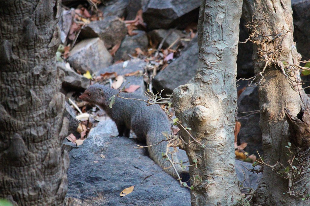 Indian Grey Mongoose in Sariska Tiger Reserve