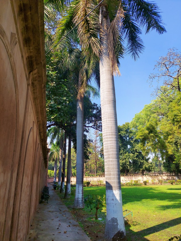 Palm trees at Sikandar Bagh, Lucknow