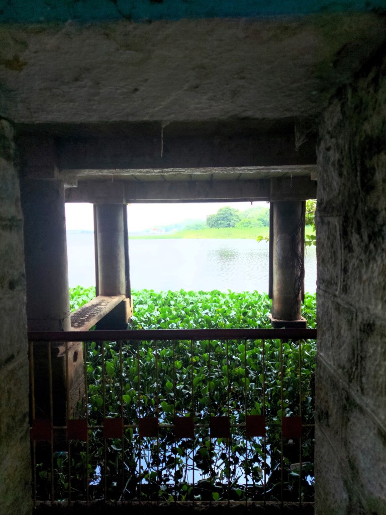 A water hyacinth covered lake seen through a window