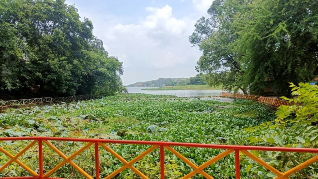 A water hyacinth lake can be seen behind a yellow & red painted fence. Trees flank the image on both sides.