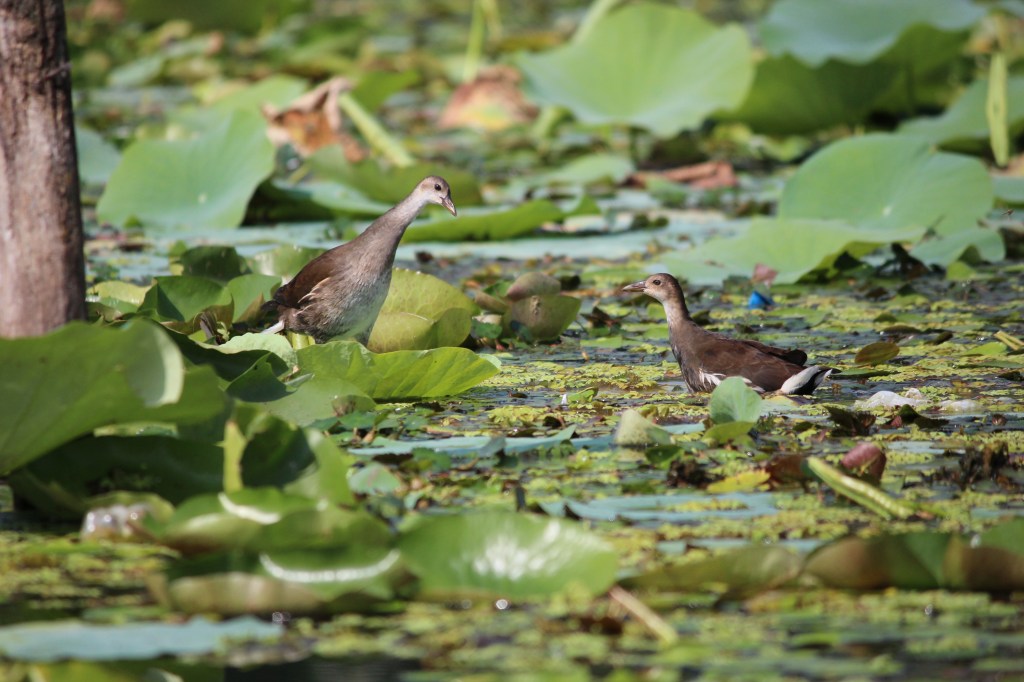 A couple of moorhens chatting with each other on the Dal Lake in Srinagar, Kashmir