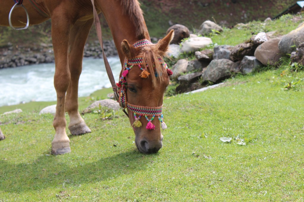 A horse grazing next to the River Lidder in Pahalgam, Kashmir