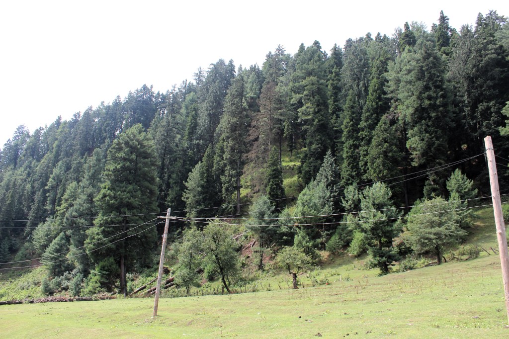 Pine forest in Pahalgam, Kashmir