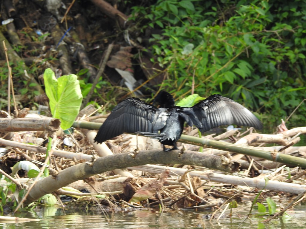 A Little Cormorant spread its wings and turns away from the camera