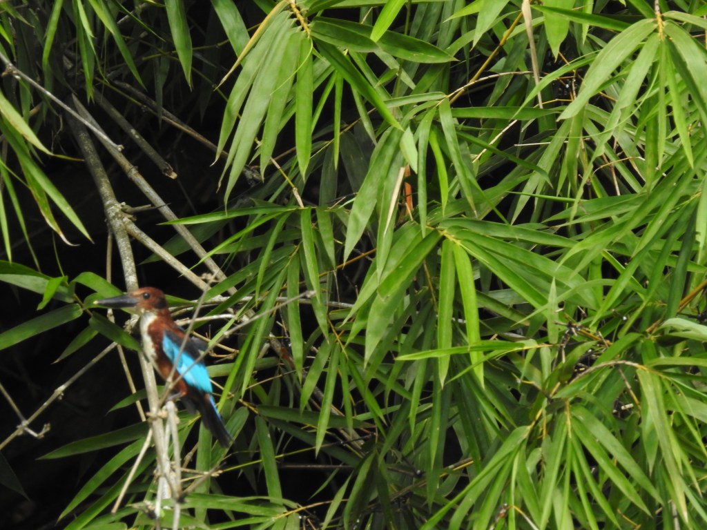A Common Kingfisher on the River Mahaweli Ganga