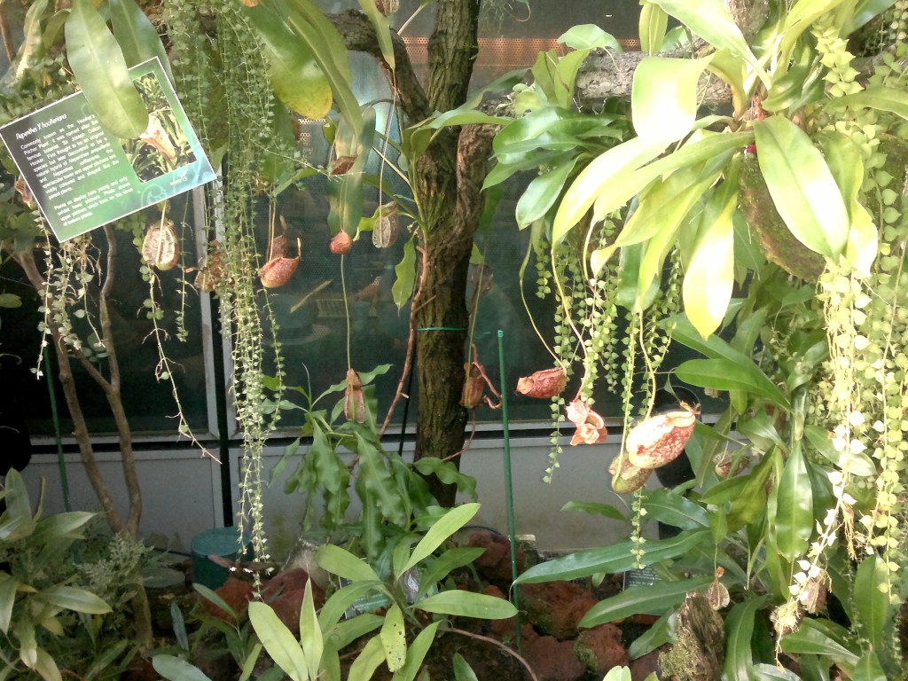 Butterfly Garden, Singapore