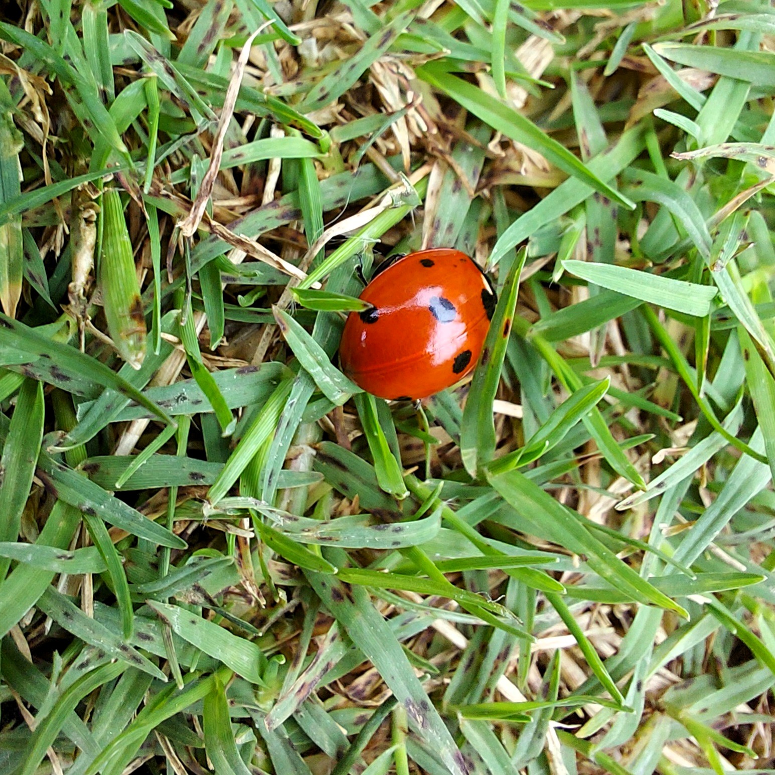 Ladybug Love in the Homestead Villas garden, Kasauli
