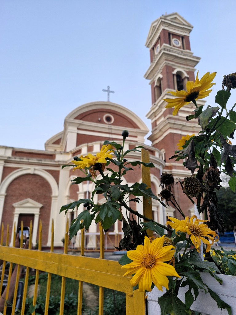 Mexican sunflowers, St. Joseph's Cathedral, Prayagraj, Doab, Uttar Pradesh, India